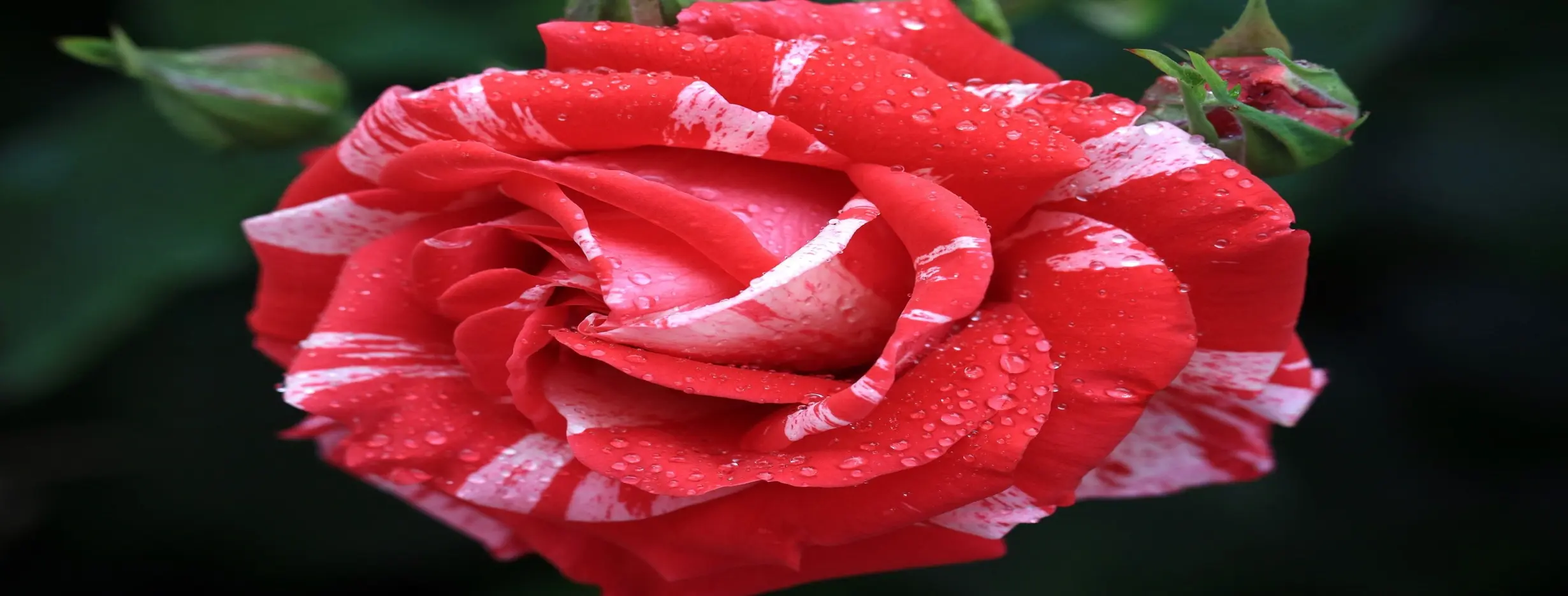 Image for Botanical Beauty